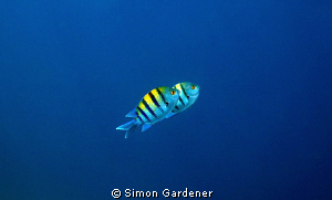 into the blue by Simon Gardener 